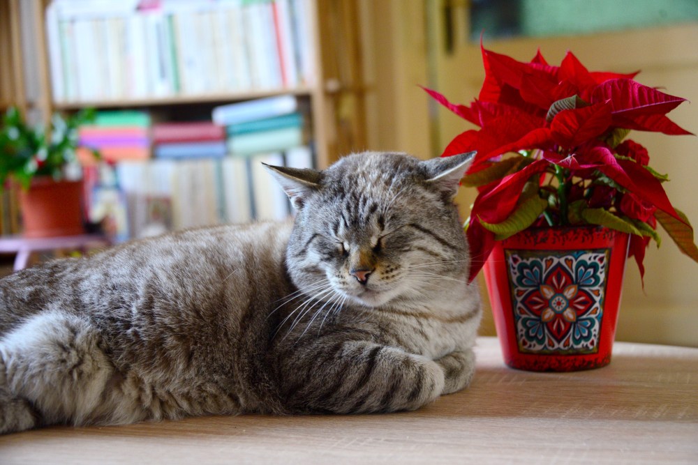 Marcell is unimpressed